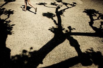 schaduw van een italiaanse boom