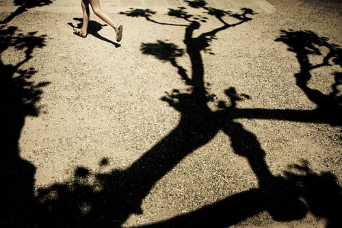 schaduw van een italiaanse boom