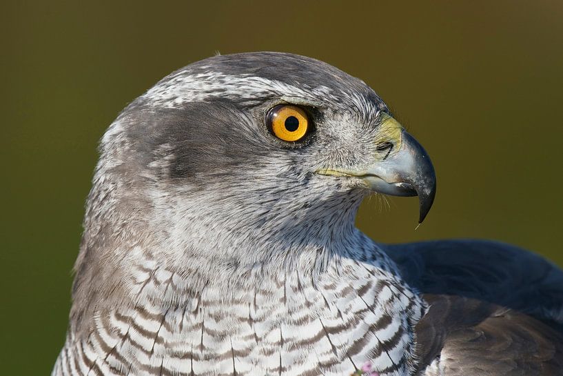 Northern Goshawk (Accipiter gentilis) by Ronald Pol