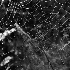 Spider Web by Anjo ten Kate