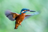 Kingfisher