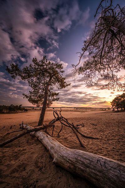 Nature morte sur les dunes de Loonse et Drunense par Leon Okkenburg
