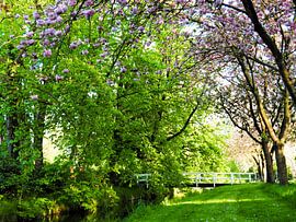 Blossom in spring by Janny Talhout