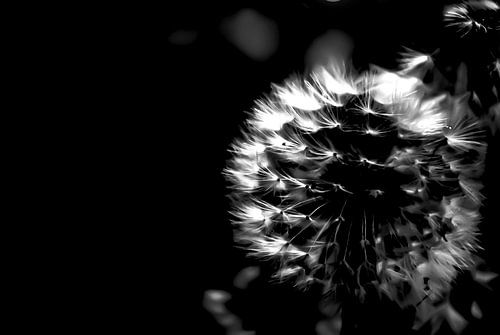Dandelion 2
