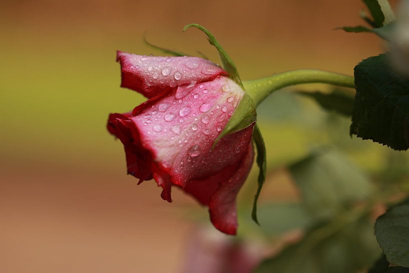 Rose par Arjo van Timmeren