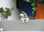 Hond von Henk Rabbers Miniaturansicht