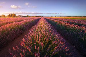 Champs de fleurs de lavande au coucher du soleil. Cecina, Toscane