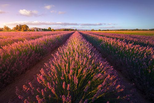 Lavendel bloemenvelden bij zonsondergang. Cecina, Toscane