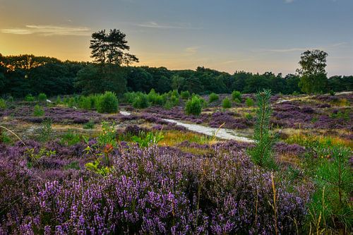 Bloeiende heide tijdens zonsondergang