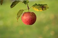 Frischer Apfel von Heike Hultsch Miniaturansicht