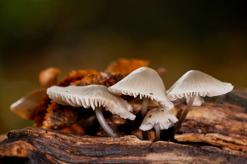Groupe de champignons sur bois à Echten par Jacqueline Volders