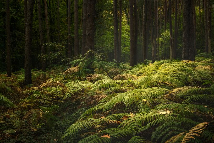 Une forêt mystérieuse par Peter Poppe