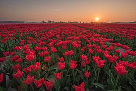 Tulpenveld 