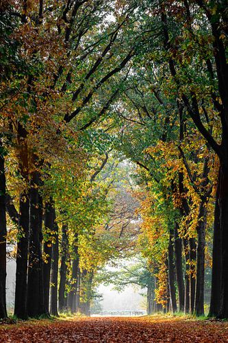 Herfst in het Bredase Mastbos