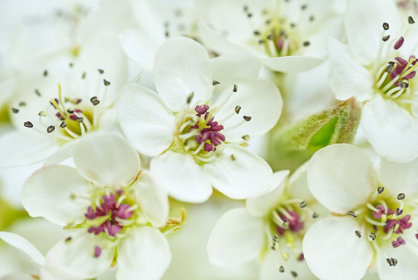 White Bradford Pear Blossoms by Iris Holzer Richardson