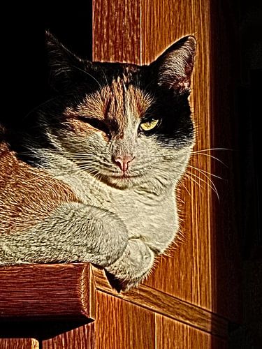 lapjes kat 