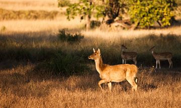 Rendier vrouwtje verlicht door de avondzon Kanha india van Michael Semenov