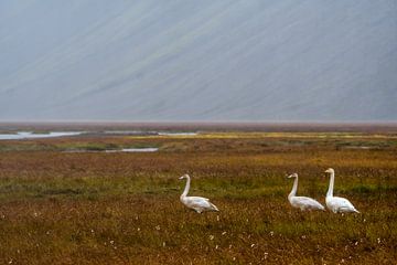 Wild swans in Iceland by Danny Slijfer Natuurfotografie