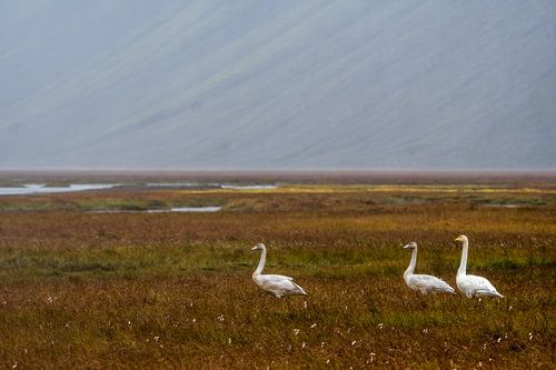 Wilden zwanen in IJsland