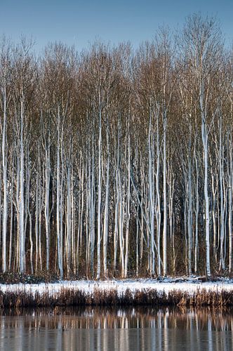 Besneeuwde bomen aan het water