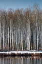 Besneeuwde bomen aan het water van Adri Vollenhouw thumbnail
