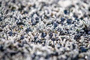 Aangevroren mist aan het groene gras