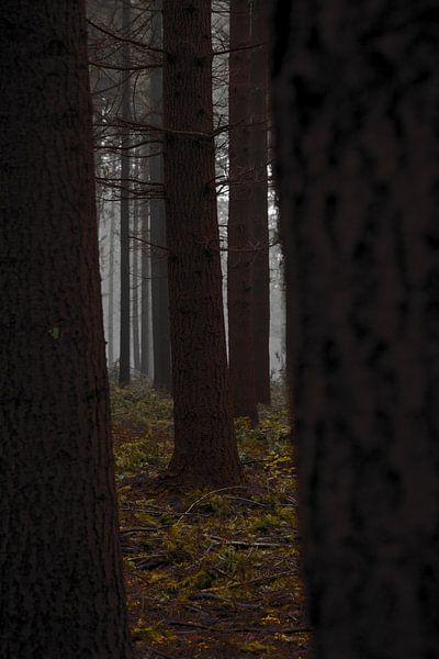 Yellow woods by Bram van Kattenbroek