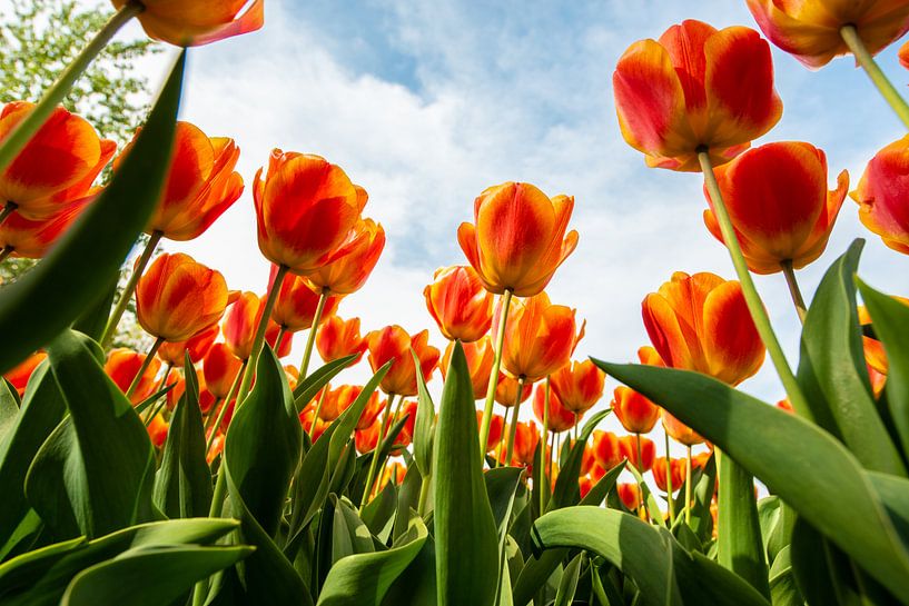 Oranje Tulpen tegen de Hemel by Brian Morgan