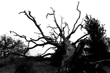 Dode boom in het landschap van Daniëlle Eibrink Jansen