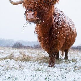 Schottischer Highlander im Schnee von Dirk-Jan Steehouwer