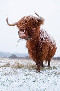 Scottish Highlander in the snow by Dirk-Jan Steehouwer