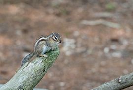 The Siberian Squirrel by Merijn Loch