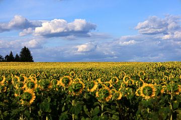 Zonnebloemen en bewolkte luchten van Thomas Jäger