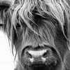 Portrait Scottish Highlander Schwarzweiss von Sandra van Kampen