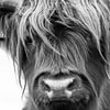 Scottish Highlanders