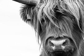 Portrait Scottish Highlander Schwarzweiss von Sandra van Kampen