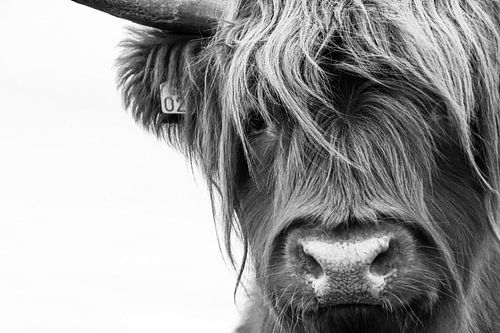 Portret Schotse Hooglander zwart-wit