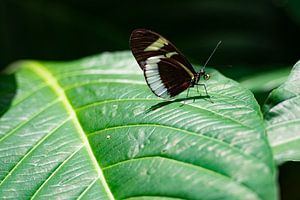 Close-up of butterfly