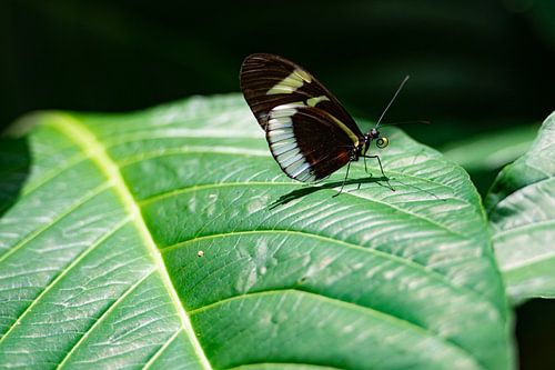 Nahaufnahme eines Schmetterlings