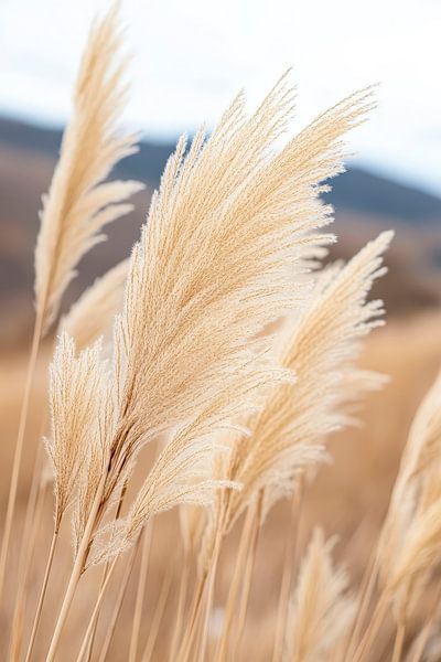 Pampas grass in the wind - natural and delicate by Poster Art Shop