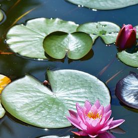 Seerose von Violetta Honkisz