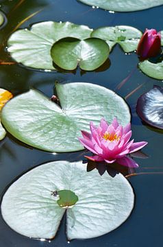 Seerose von Violetta Honkisz