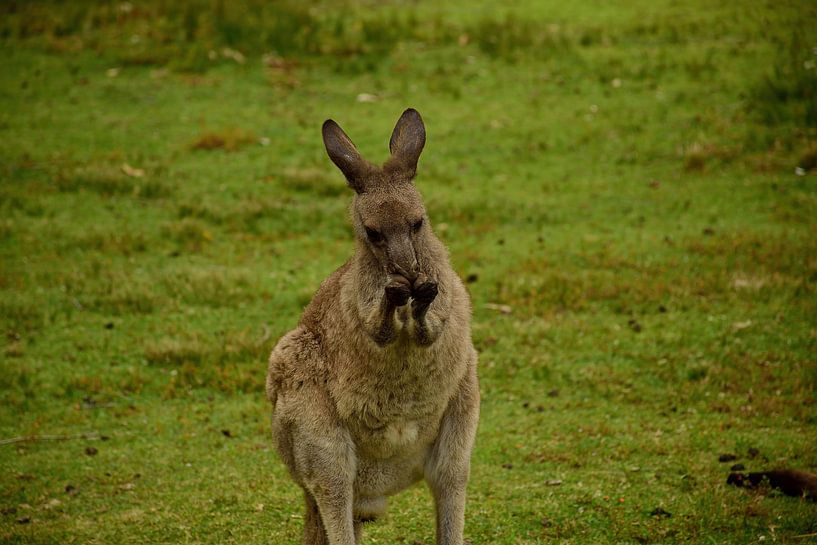 A nibbling kangaroo by Frank's Awesome Travels