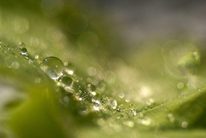 Sparkling (raindrops on a leaf) by Birgitte Bergman