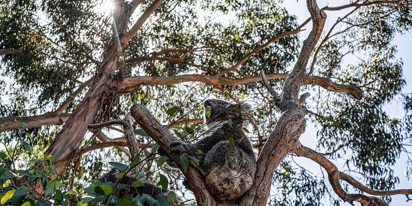 bon appétit ! par Stefan Havadi-Nagy