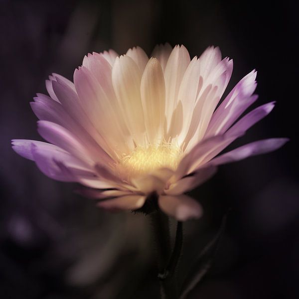 Lila Blume von Johannes Schotanus