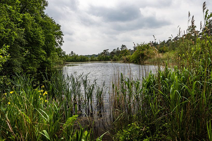 Ven in Oisterwijk von Carin IJpelaar