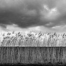 Reeds along the embankment by jan van de ven thumbnail