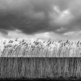 Reeds along the embankment by jan van de ven