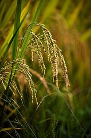 A close-up of the natural beauty of paddy rice by Frank Photos
